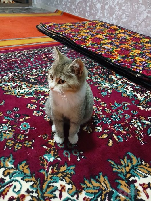 Mushuk:zolotoy shinshila kobbi
