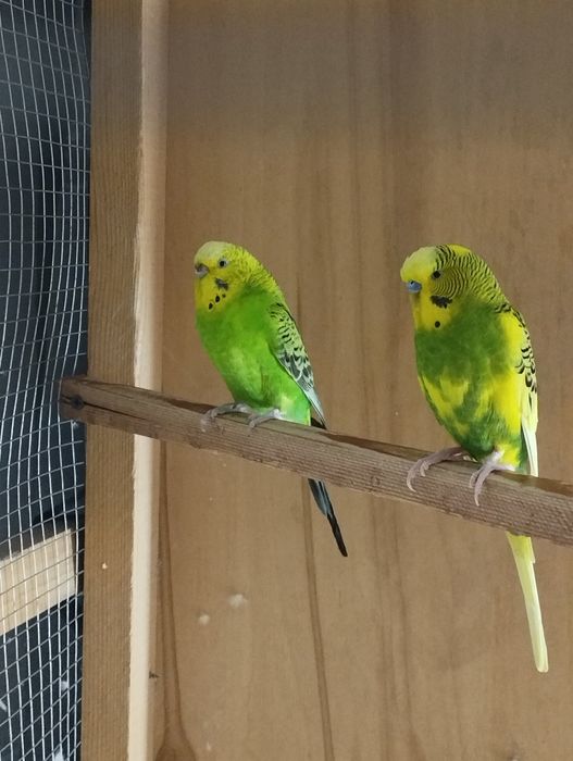 Valnistiy par sotiladi !