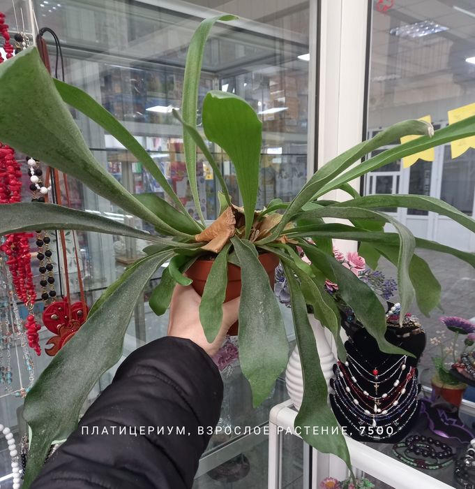 Орхидея фаленопсис, орхидеи, растения, цветы