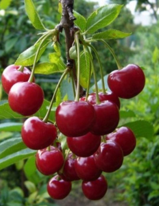 Продам саженцы вишни и малины