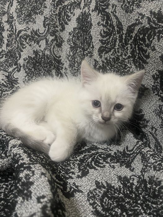 Отдам котенка в хорошие руки