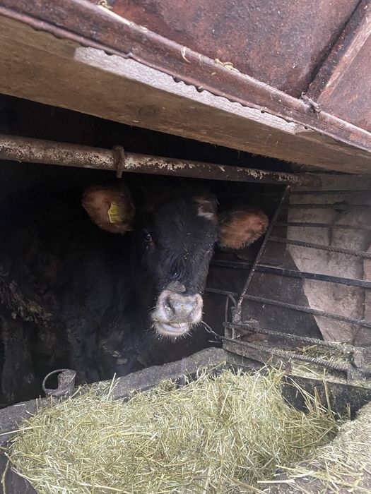 Продам быков 11мес