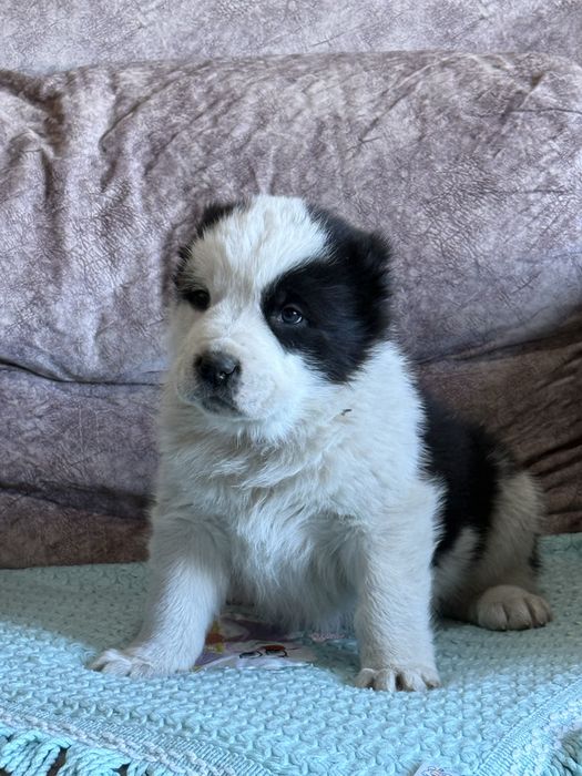 Щенок Алабая,Щенята,Собаки