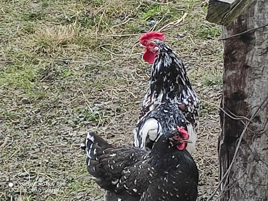 Vând cocoși brahma portelan