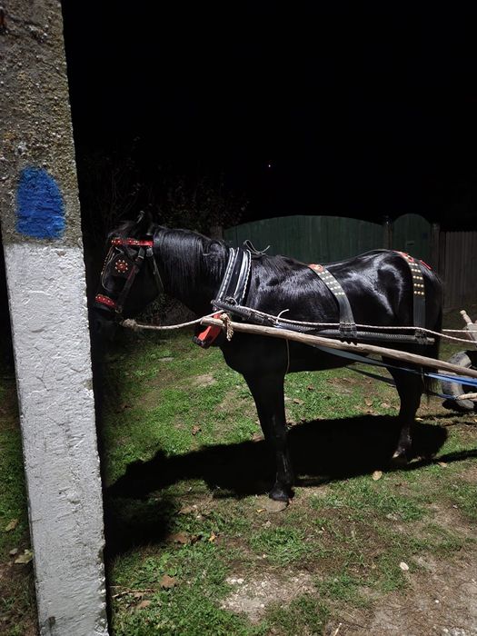 Vând/schimb armăsar la 3 ani