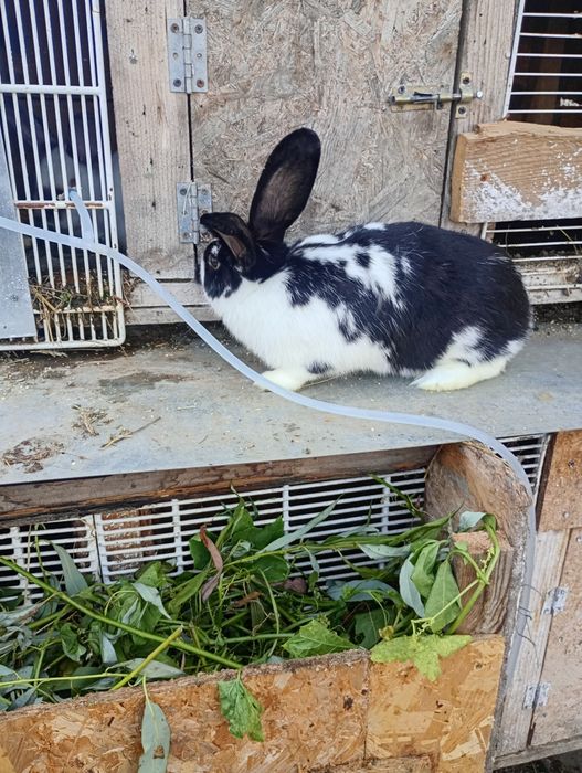 Vând doua iepuroaice in vârstă de 6 luni