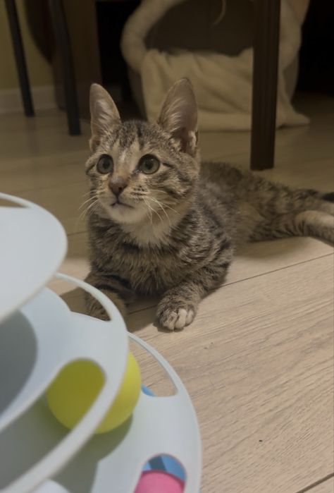 2х месяный котенок ищет дом