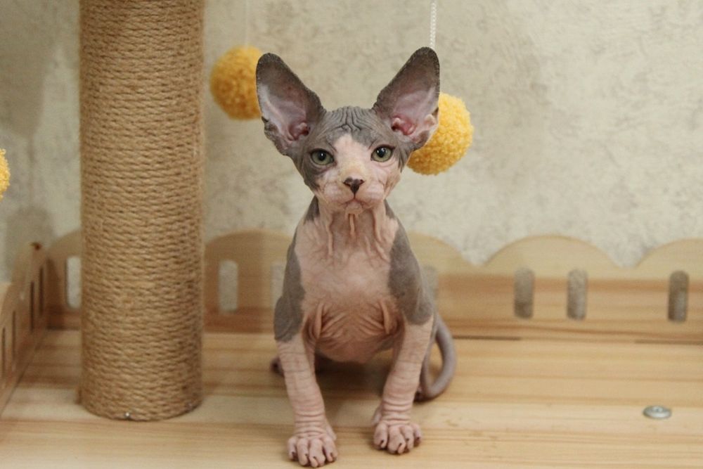 Малыши - сфинксы