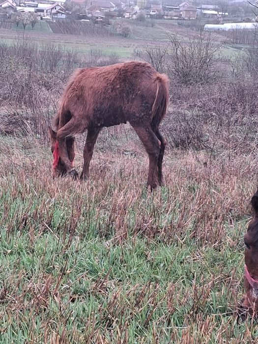 Vând un cal si o manza