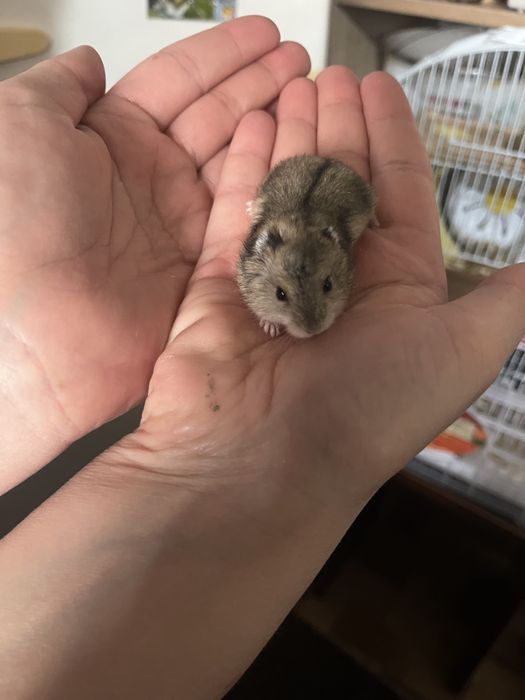 Продам джунгарских хомяков