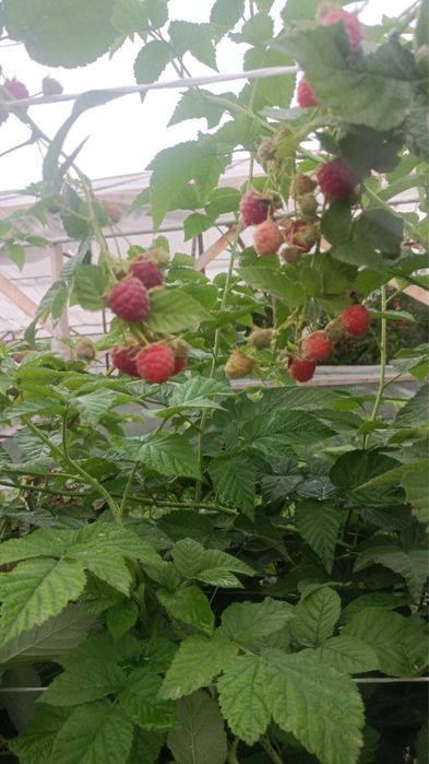 саженцы малина ремонтантной