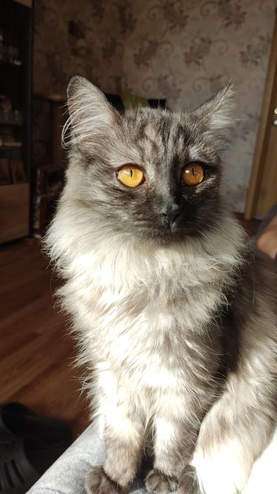 Продам Кошку скоттиш страйт