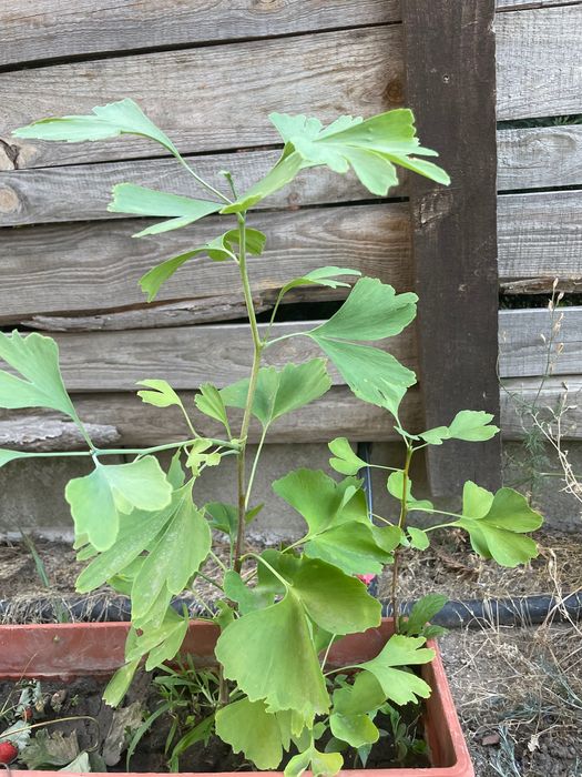 Гинко билоба - фиданки