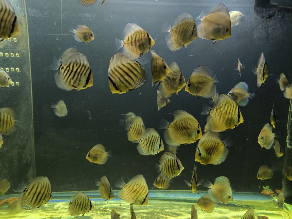 Дискус мальки, Дискусы