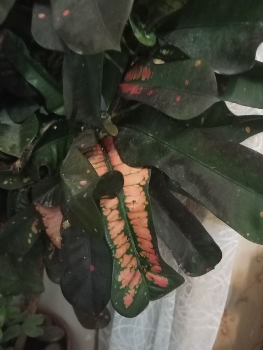 Кодиеум кротон, цветное дерево