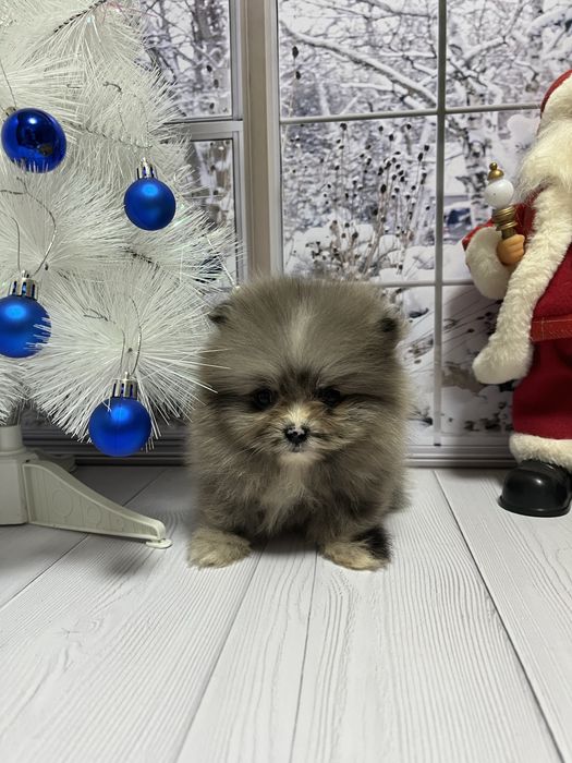 Щенки шпица