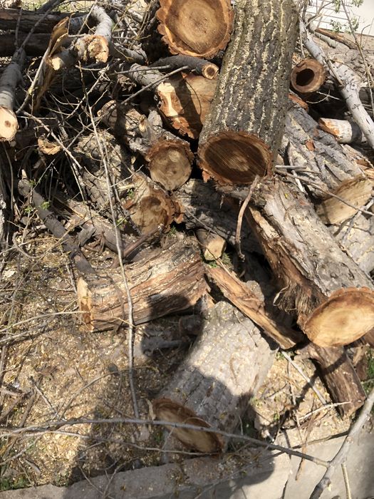 Дрова, тополь, карагач бесплатно