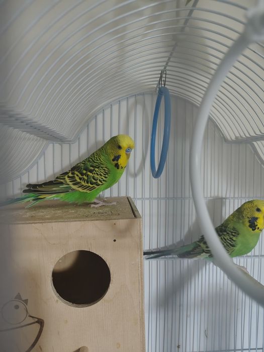 Schimb pereche peruși