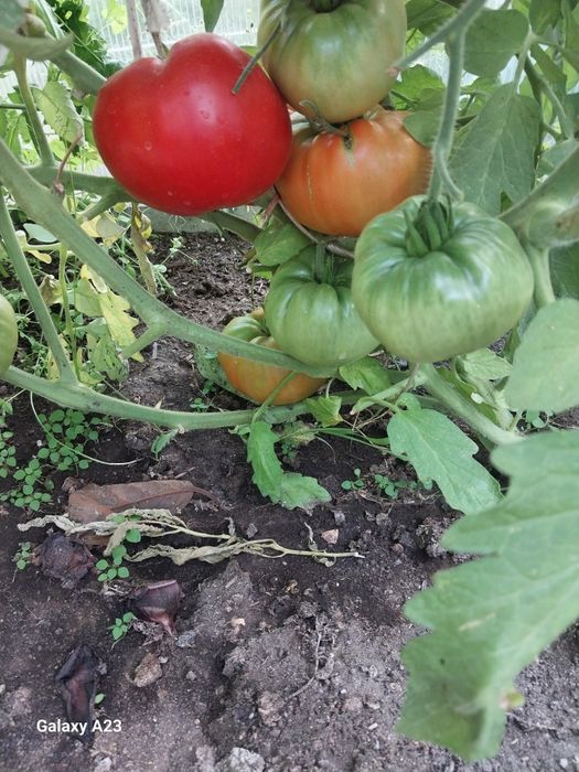 Продам помидоры домашние