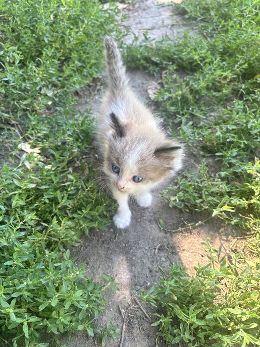 Котята , отдам бесплатно