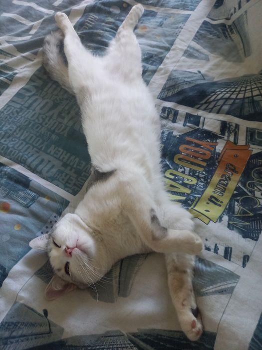 Отдам котика в добрые руки.