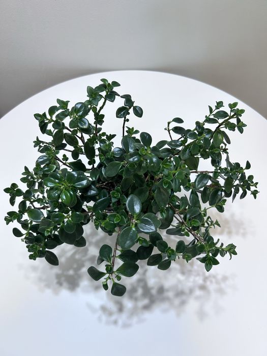 Растение немантус продам