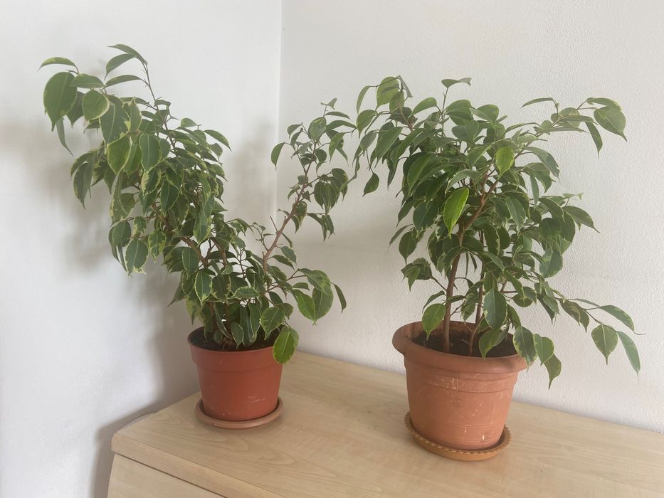 Продам Фикусы Бенджамина