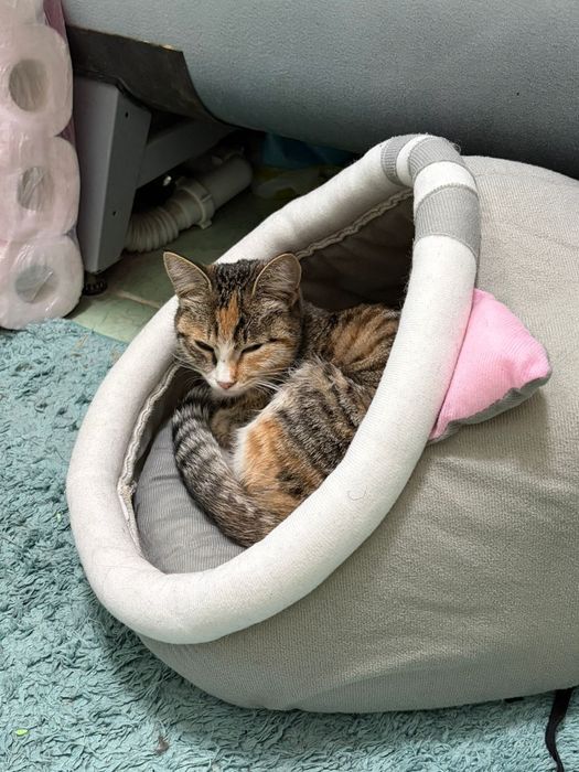 Кошечка ищет дом