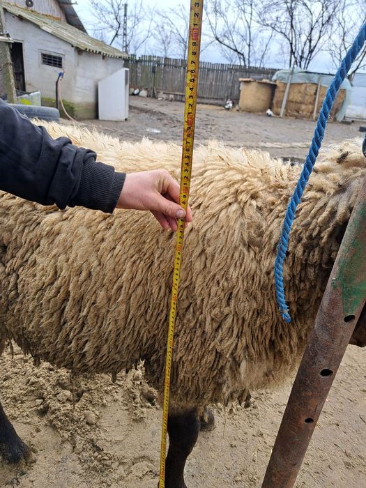 Berbec carabas bulgăresc