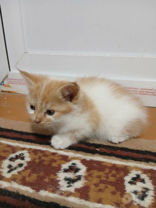 Отдам котят бесплатно