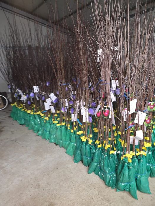 Pomii Fructiferi Altoiți Clasici și Columnari anul 3 de vegetație