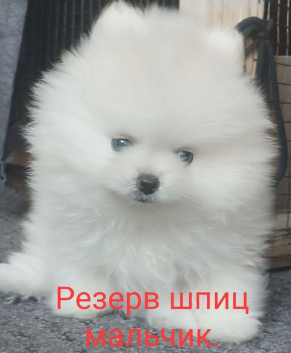 Шпиц мальчик чистокровный.