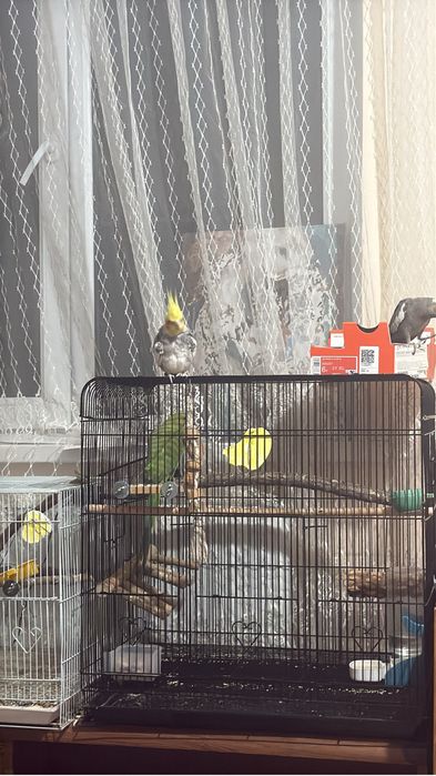 продаеться получ ручной корелла