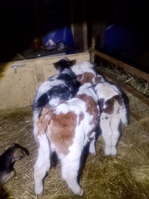 Vand viței belgieni și Bălțați