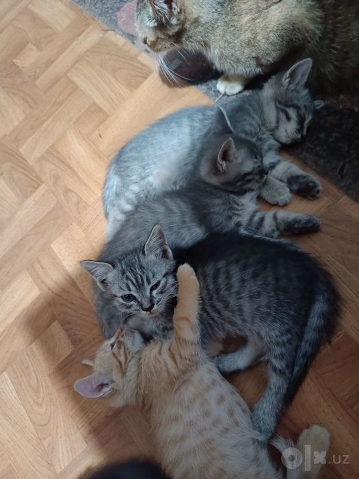 Отдам даром кошечек