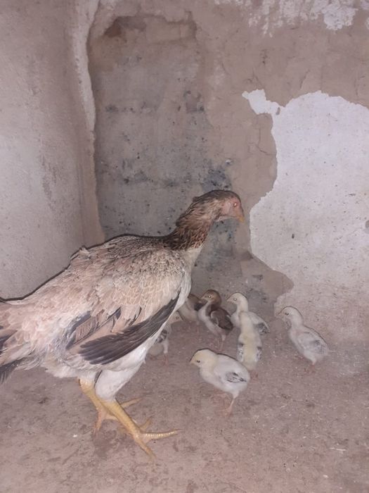 Дакан петухи