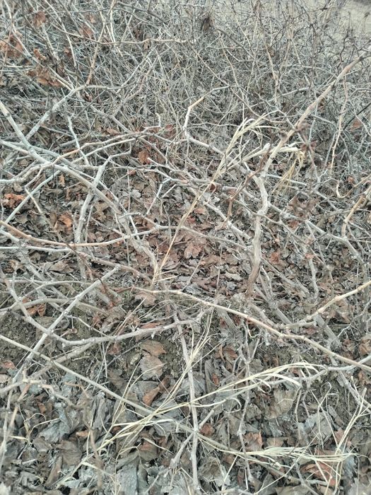 Uzum tok ko'chatlar sotiladi