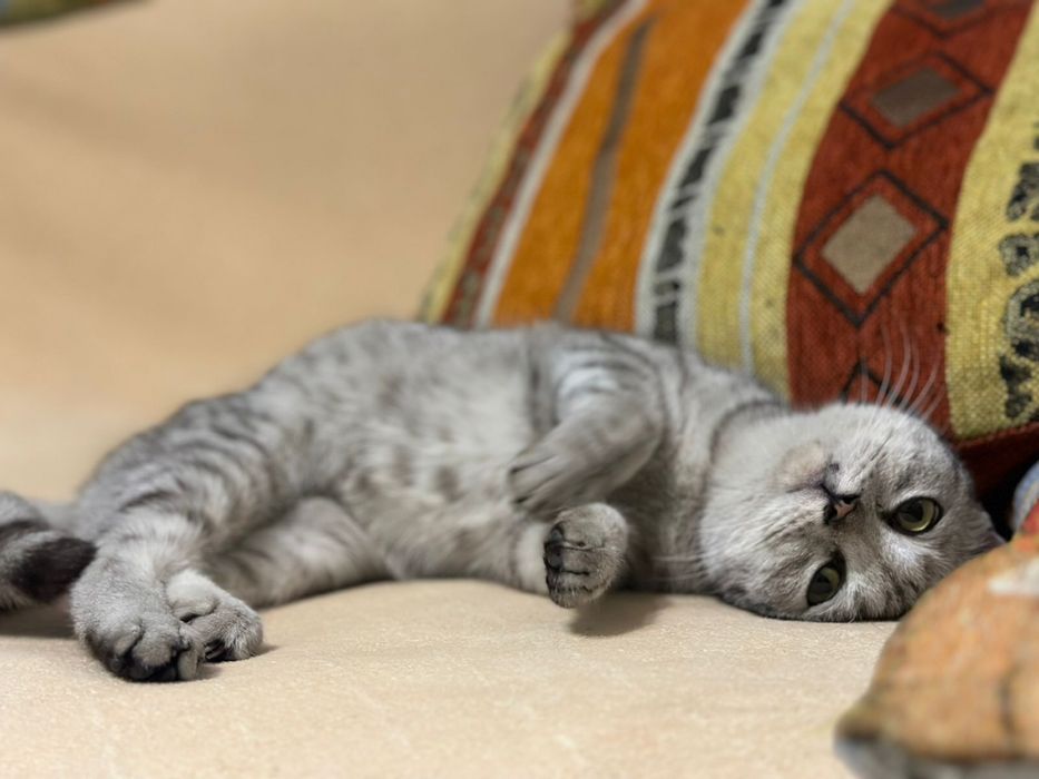 Кошечка ищет дом