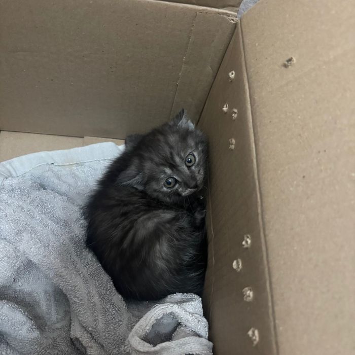 Котёнок британский