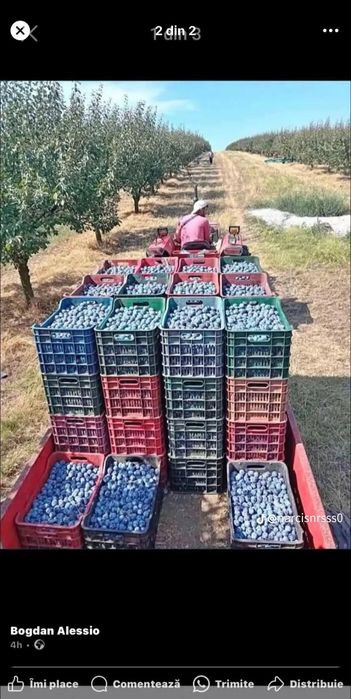 Prune pentru țuică – coapte, dulci și de calitate superioară