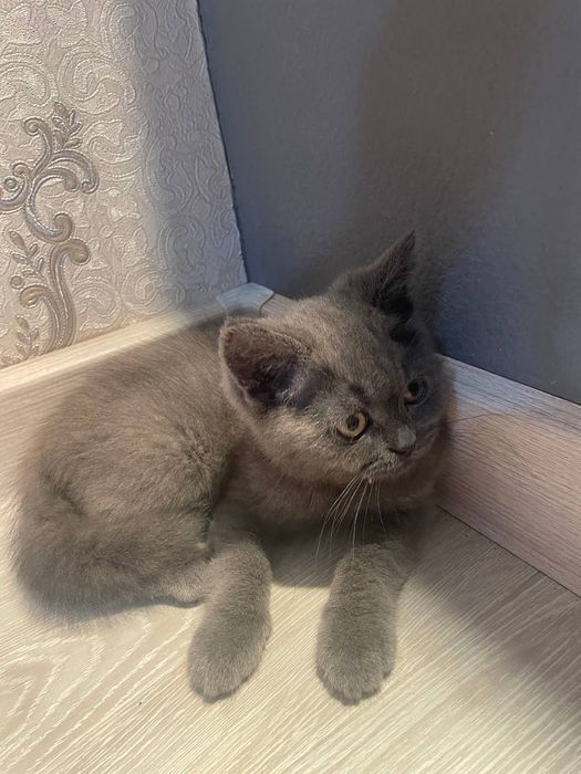 Zotı tozza brıtan Narxı 500ming Qöqon shaharı