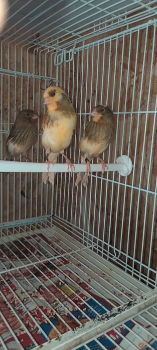 Canari tineri de vanzare