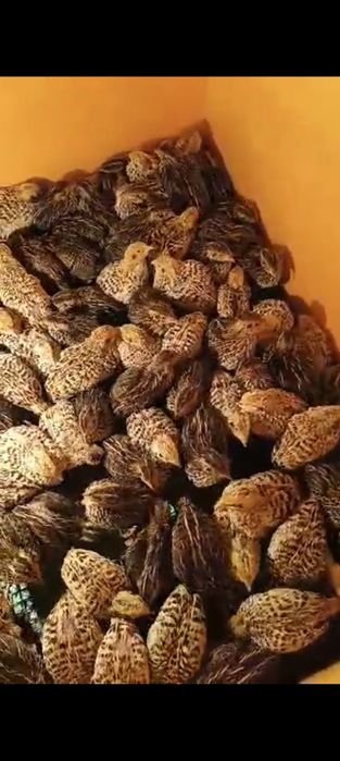 Циплята перепела