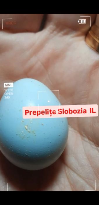 OUĂ TOP de Prepeliță PT INCUBAT  din 7 specii, LIVRARE TOATĂ ȚARA
