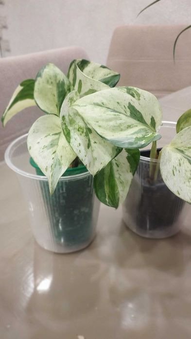 Эпипремнум ХЕППИ ЛИВ