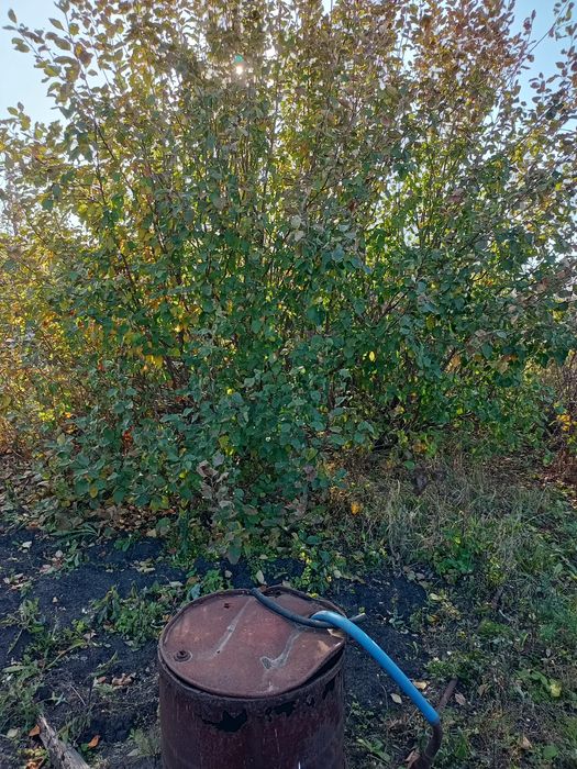 Продам дачу общество Вишенка