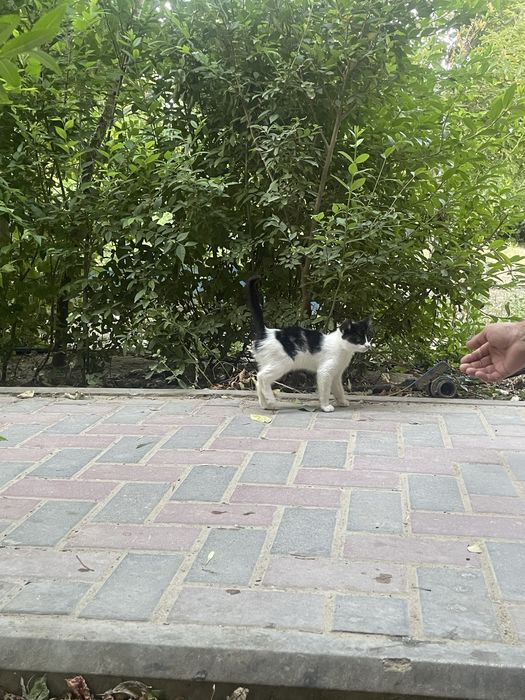 Отдам котенка в добрые руки, мальчик