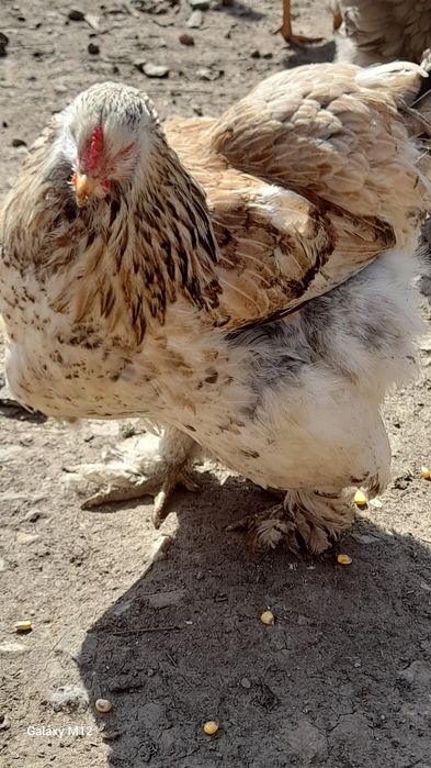Vând puicute și cocoș
