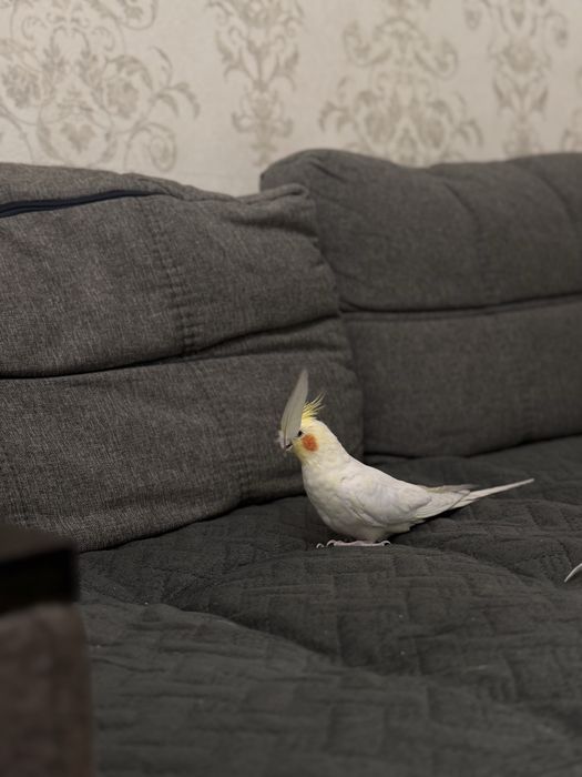 Попугай Корелла Кеша