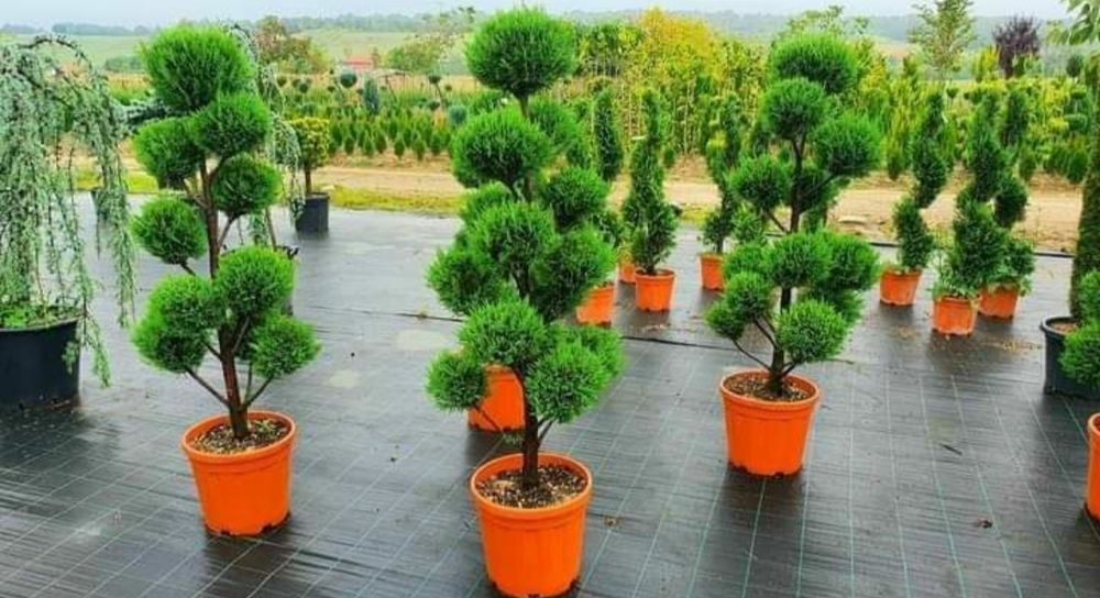 Amenajează-ți grădina cu plante exotice și decorative – Palmieri, Yucc